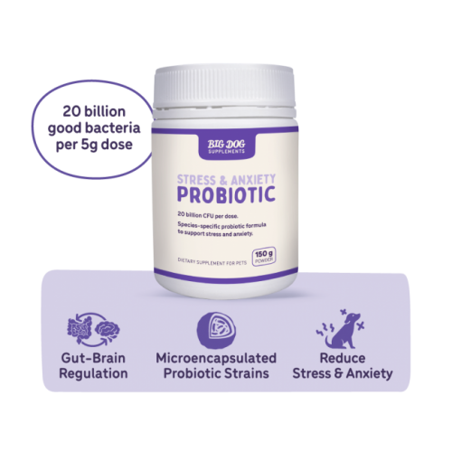 big_dog_stress__anxiety